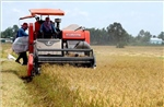 Long An sẽ hình thành vùng chuyên canh lúa chất lượng cao 125.000 ha