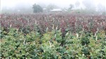 Siết chặt quản lý vùng trồng hoa hồng ở Lai Châu