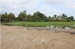 Nguồn nước mặn làm lúa chết ở Hậu Giang: Chờ kết quả kiểm tra thực tế