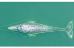 Kích thước cá voi xám Thái Bình Dương giảm dần do Trái Đất nóng lên