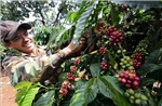 Thị trường nông sản tuần qua: Giá cà phê vượt 34.000 đồng/kg
