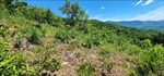 Phát hiện vụ lấn chiếm đất rừng với diện tích lớn tại huyện Phù Mỹ, Bình Định