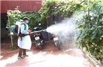 Theo dõi chặt chẽ tình hình sốt xuất huyết, đặc biệt tại khu vực nguy cơ cao