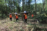 Phát triển diện tích, tăng chất lượng trồng rừng gỗ lớn