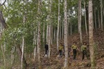 Hiệu quả giao khoán bảo vệ rừng ở vùng cao Tuyên Quang
