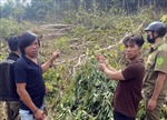 Lâm Đồng: Tạm giữ 6 đối tượng hủy hoại gần 1 ha rừng tự nhiên
