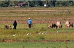 Công khai &#39;bày trận&#39; đặt bẫy đánh bắt chim trời ở Quảng Bình