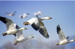 Virus H5N1 lây lan trong quần thể chim bản địa tại Australia
