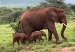 Cặp voi sinh đôi hiếm gặp ra đời ở Kenya