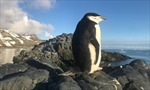 Đặc tính độc đáo của chim cánh cụt Chinstrap