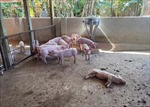 Kon Tum: Liên tiếp phát hiện 2 ổ dịch tả lợn châu Phi