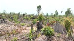Kiểm tra, xác minh vụ phá rừng giáp ranh Gia Lai - Đắk Lắk