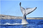 Cá voi Sei xuất hiện trở lại ngoài khơi Argentina sau 100 năm