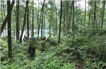 Bắc Giang: Xử lý nghiêm các vụ vi phạm pháp luật về bảo vệ rừng