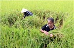 Thúc đẩy chuỗi lúa gạo giảm phát thải phía Bắc