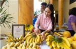 Sản phẩm chuối Vân Nam cho thu tiền tỷ mỗi năm