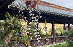 Hơn 1.000 cây cảnh và hoa phong lan ba miền phô diễn vẻ đẹp tại Huế