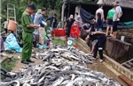 Gần 11 tấn cá tầm chết trắng bụng nghi do nhiễm độc