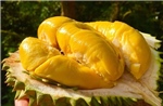 Xử lý thông tin &#39;Sầu riêng vẫn loay hoay giải quyết chất vàng O&#39;