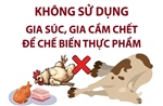 Khuyến cáo người dân vùng bão lũ không sử dụng gia súc, gia cầm chết chế biến thực phẩm