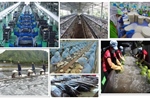 Xung lực mới cho kinh tế tư nhân