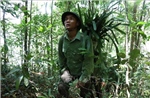 Đưa lan về rừng