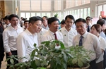 Phát triển trung tâm công nghiệp dược liệu với Sâm Ngọc Linh là cây chủ lực