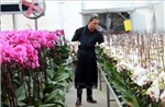 Kim ngạch xuất khẩu hoa vượt mốc 100 triệu USD