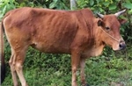 Chủ động bảo vệ đàn vật nuôi trong điều kiện thời tiết bất lợi​