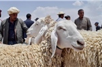 Thu gom da cừu sau lễ Eid al-Adha: Nguồn tài nguyên quý giá cho ngành da và dệt may