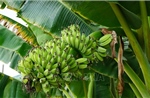 Biến phế phẩm từ cây chuối U Minh Thượng thành đồ mỹ nghệ