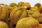 Xuất khẩu sầu riêng đông lạnh tăng gấp 3 lần