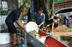 Thả trên 10 triệu con cá giống tạo nguồn thủy sản cho hồ Thác Bà
