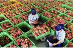 Thủ tướng chỉ đạo gỡ vướng cho thanh long, hồ tiêu xuất khẩu