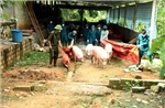 Tuyên Quang ngăn chặn dịch tả lợn châu Phi lây lan rộng