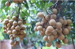 Bảo tồn và nhân rộng giống nhãn đặc sản ở Hưng Yên