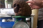 Người dân Quảng Trị bàn giao 1 con tê tê Java cho Hạt kiểm lâm