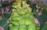 Xây dựng thương hiệu xoài xuất khẩu trên nền tảng chỉ dẫn địa lý
