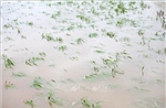 Hơn 1.700 ha lúa tại Hưng Yên bị ngập úng cục bộ