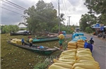 Cà Mau hỗ trợ nông dân tiêu thụ vụ lúa Hè Thu