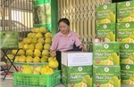 Phát triển thương hiệu, mở rộng thị trường cho bưởi Phúc Trạch