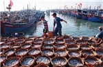 Đồng Tháp quản lý chặt đội tàu khai thác hải sản