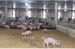 Giải pháp ổn định nguồn cung khi dịch tả lợn châu Phi bùng phát