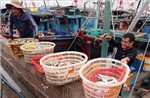 Khắc phục &#39;thẻ vàng&#39; IUU: Ngư dân tuân thủ, bảo vệ nghề biển và thị trường xuất khẩu