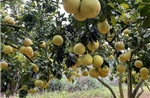 Bưởi Đoan Hùng tìm hướng đi mới để vươn ra thị trường quốc tế
