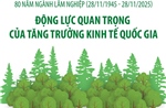 Ngành Lâm nghiệp: Động lực quan trọng của tăng trưởng kinh tế quốc gia