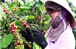 Giá tăng kỷ lục, nông dân trồng cà phê kỳ vọng vụ mùa bội thu