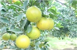 Khẳng định thương hiệu cam Hưng Yên