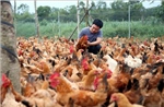 Hướng đi mới từ mô hình nuôi gà bằng thảo dược