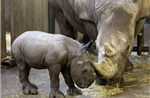 Thêm bước tiến trong việc bảo tồn tê giác trắng